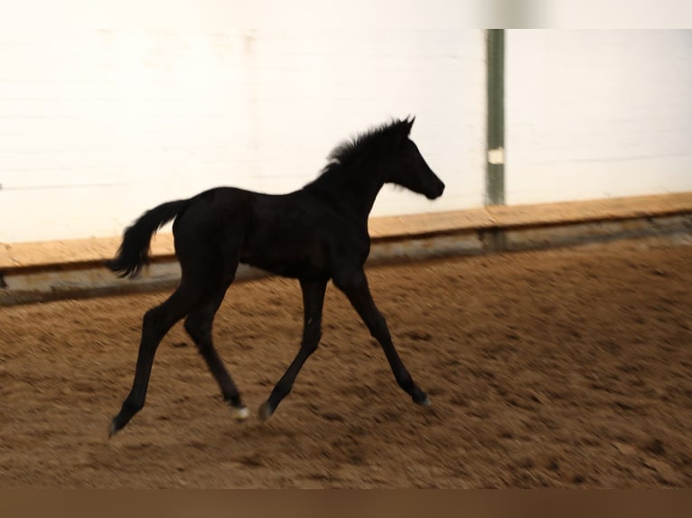 Hannoveriano Yegua  170 cm Negro in Bargstedt