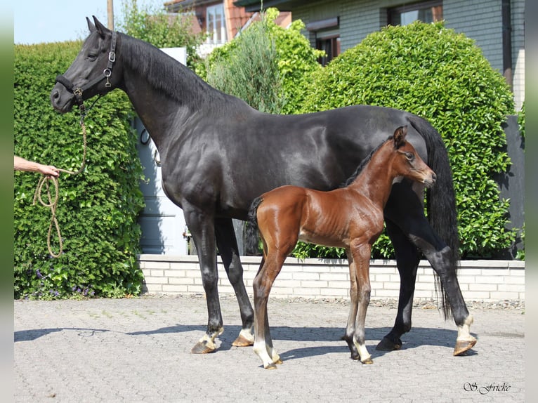 Hannoveriano Yegua  172 cm Castaño in Ahlerstedt