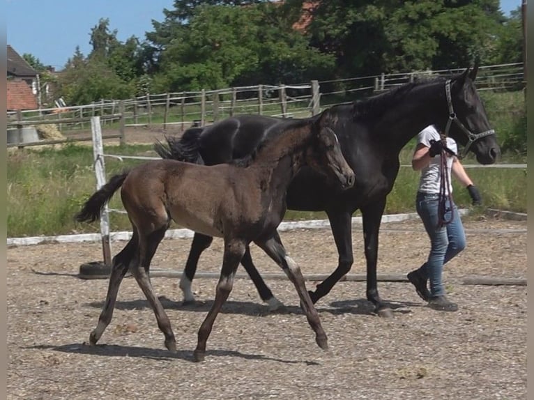 Hannoveriano Yegua Potro (03/2024) 172 cm Morcillo in Ratekau