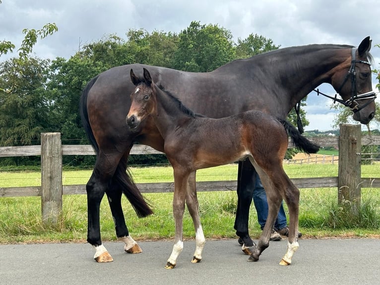 Hannoveriano Yegua Potro (06/2026) 172 cm Negro in Melle