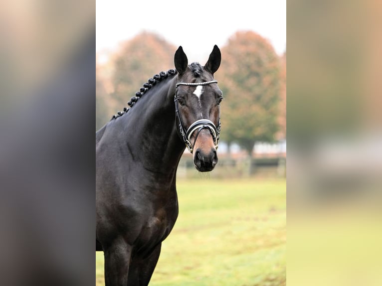 Hannoveriano Yegua Potro (03/2025) 173 cm Alazán in Hessisch Lichtenau