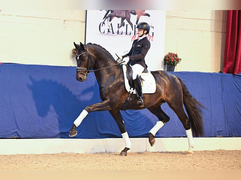 Hannoveriano Yegua Potro (03/2025) 173 cm Alazán in Hessisch Lichtenau