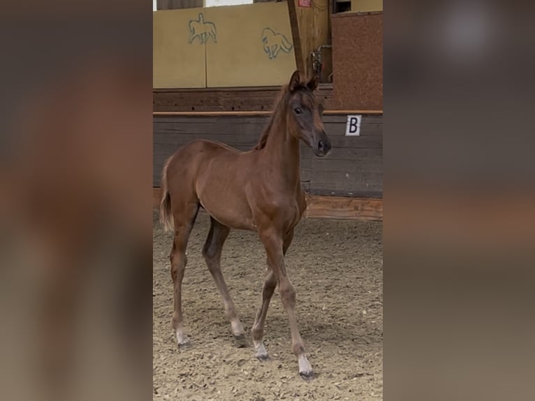 Hannoveriano Yegua Potro (06/2026) 173 cm Alazán-tostado in Kaufungen