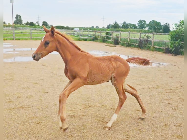 Hannoveriano Yegua Potro (04/2024) 173 cm Alazán-tostado in Langenau