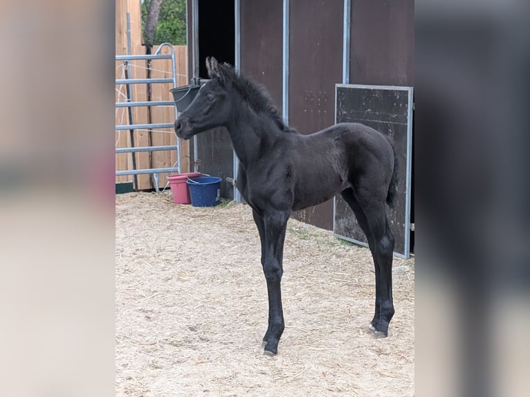 Hannoveriano Yegua Potro (04/2026) 174 cm Musgo in Worpswede