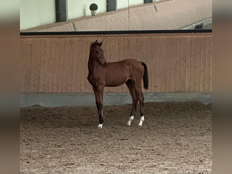 Hannoveriano Yegua Potro (04/2026) Castaño in Troisdorf