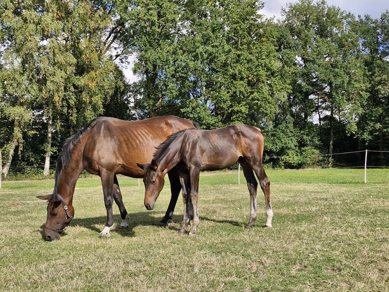Hannoveriano Yegua Potro (06/2026) Castaño in Walsrode