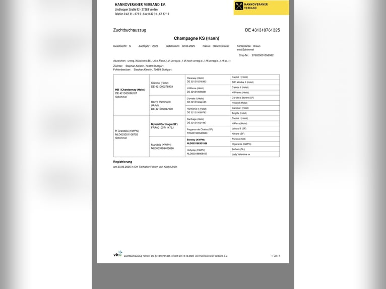 Hannoveriano Yegua Potro (04/2025) Castaño in Langwedel