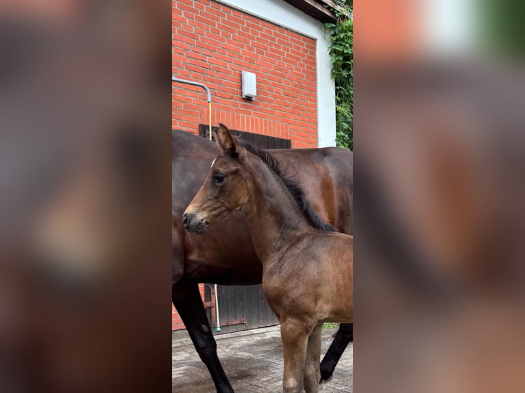 Hannoveriano Yegua Potro (06/2026) Castaño oscuro in Bremen