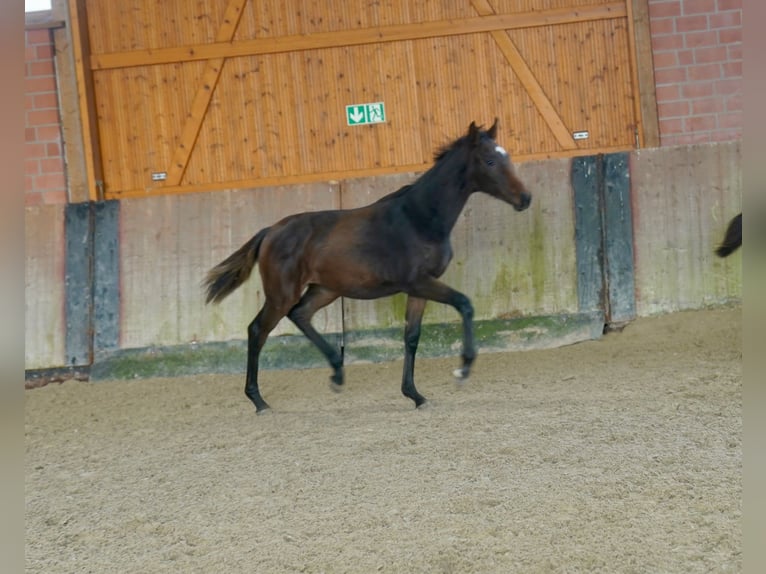 Hannoveriano Yegua Potro (03/2026) Castaño oscuro in Paderborn