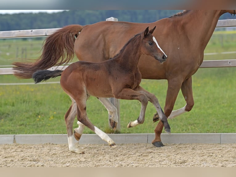 Hannoveriano Yegua  Morcillo in Ettringen
