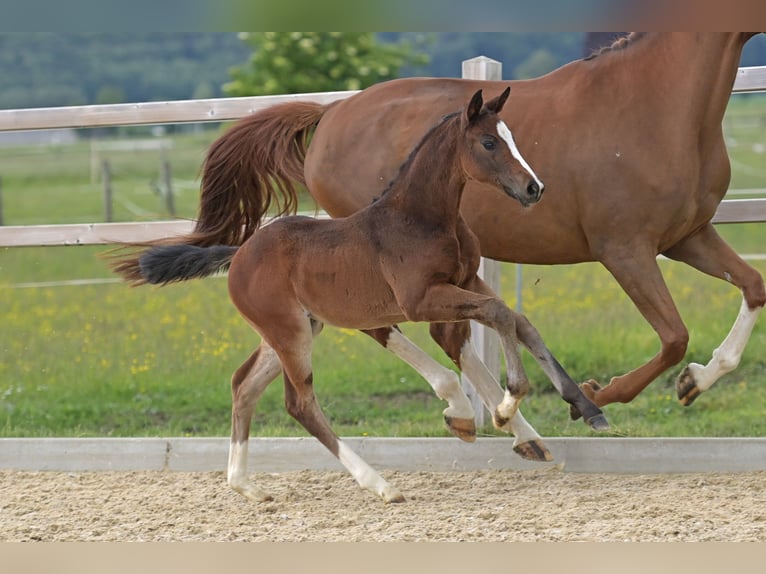 Hannoveriano Yegua  Morcillo in Ettringen