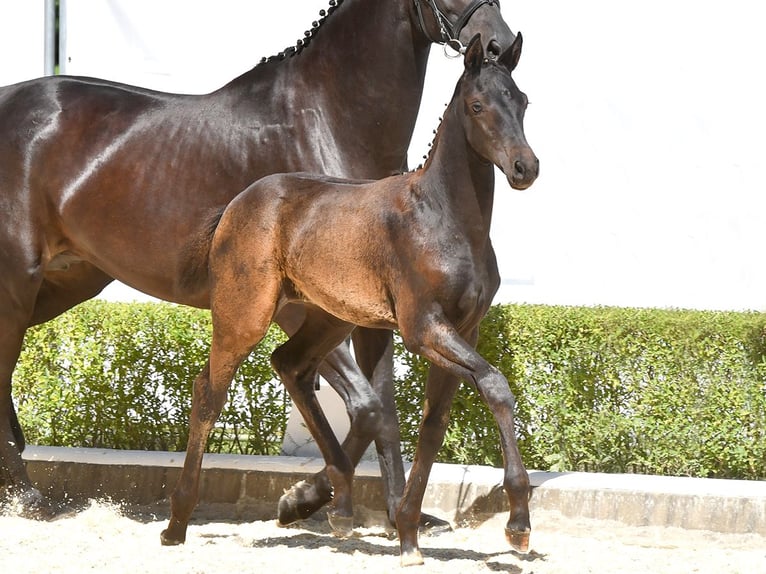 Hannoveriano Yegua Potro (05/2024) Negro in Bad Bevensen