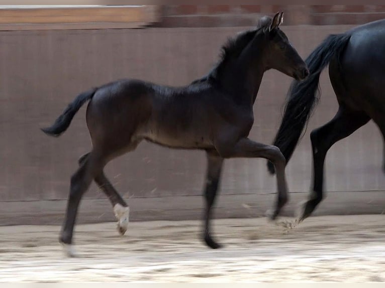 Hannoveriano Yegua Potro (03/2026) Negro in Schwülper