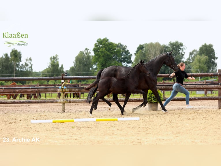 Hannoveriano Yegua Potro (03/2025) Negro in Bocholt