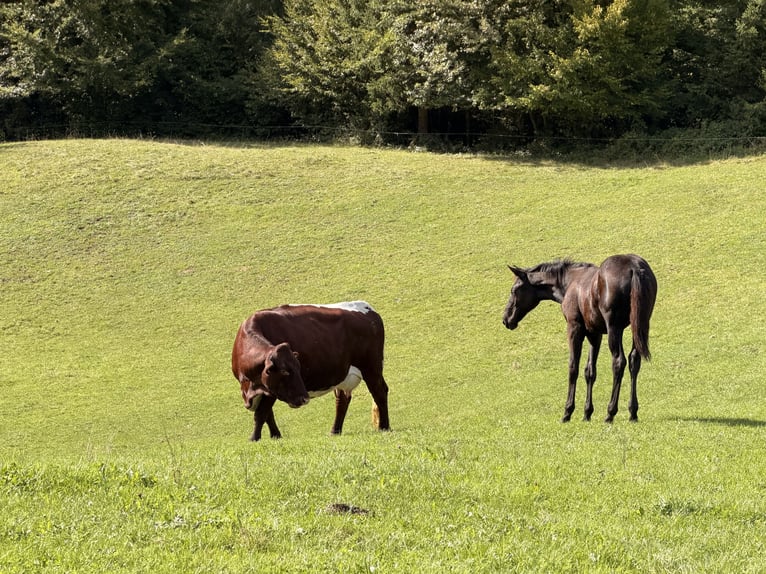 Hannoveriano Yegua Potro (04/2026) Negro in Großgmain