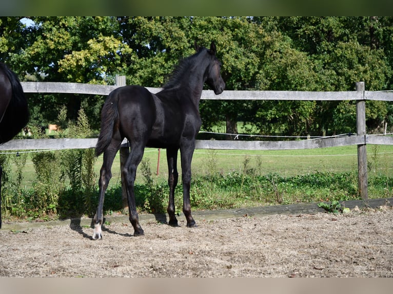 Hannoveriano Yegua Potro (05/2024) Negro in Osnabrück