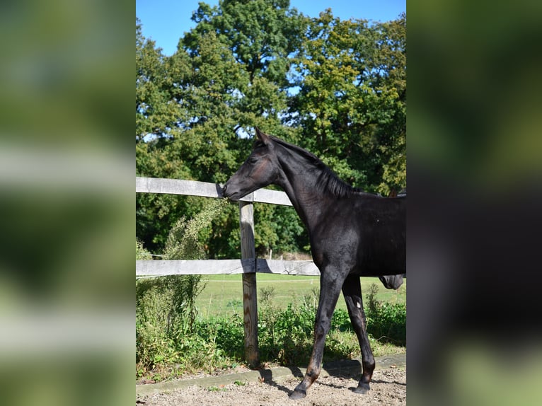 Hannoveriano Yegua Potro (05/2024) Negro in Osnabrück