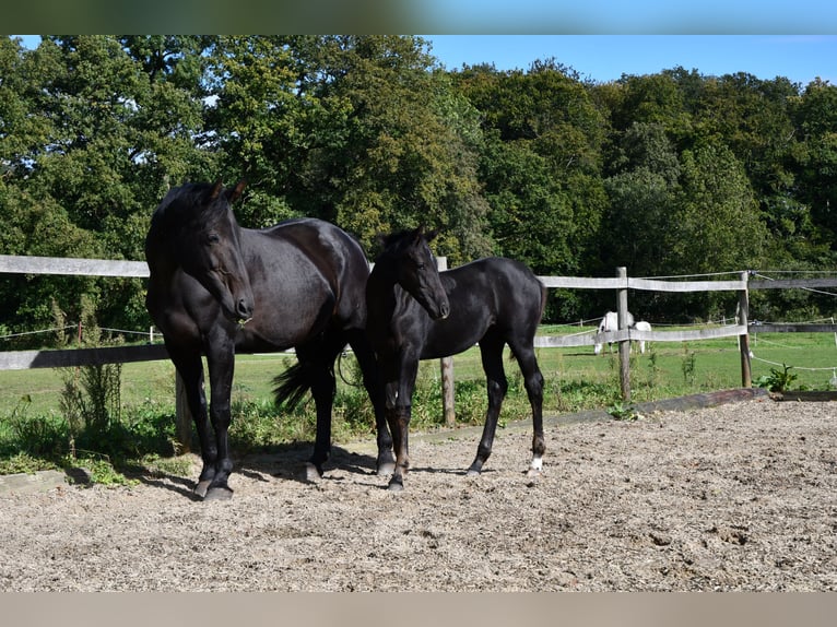 Hannoveriano Yegua Potro (05/2024) Negro in Osnabrück