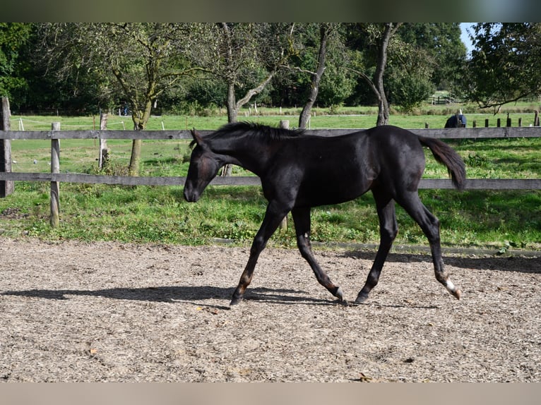 Hannoveriano Yegua Potro (05/2024) Negro in Osnabrück