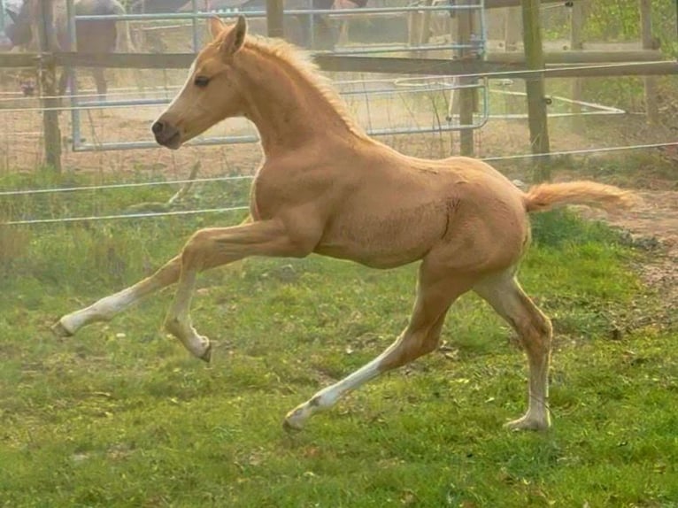 Hannoveriano Yegua Potro (03/2025) Palomino in Raddestorf