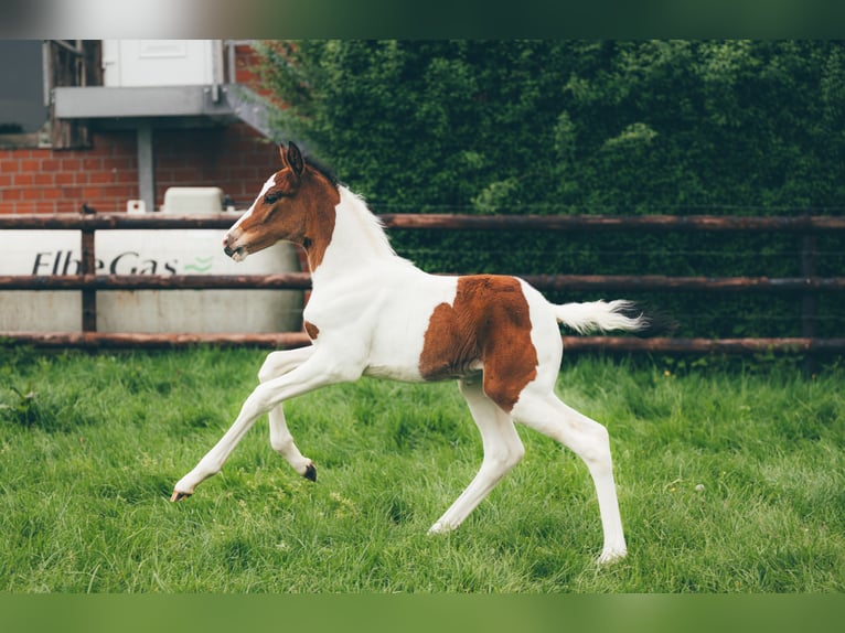 Hannoveriano Yegua  Pío in H&#xFC;nxe
