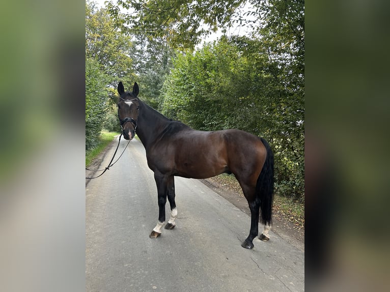 Hanoverian Gelding 10 years 15,2 hh Bay-Dark in Ennigerloh