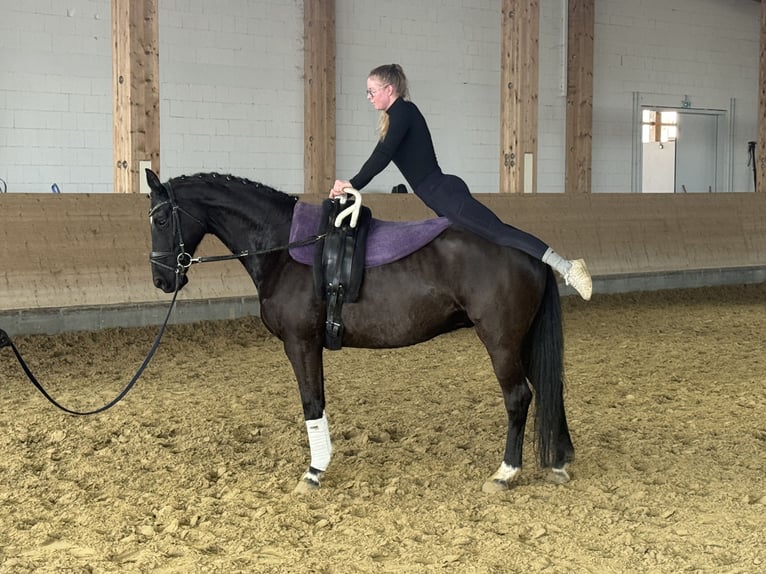 Hanoverian Gelding 10 years 15.3 hh Black in Ganschow