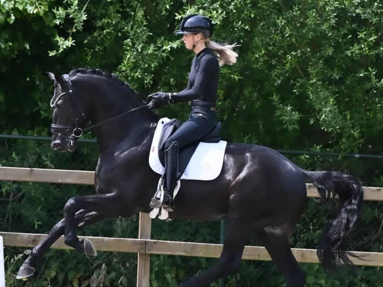 Hanoverian Gelding 10 years 15,2 hh Black in Stuttgart Stuttgart-Mitte