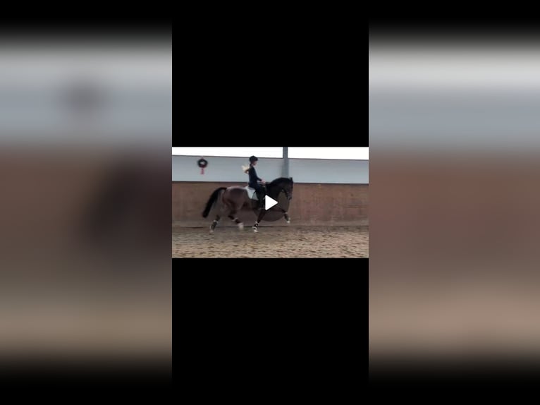 Hanoverian Gelding 10 years 15,2 hh Brown in Bremerhaven