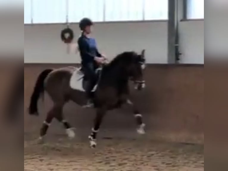 Hanoverian Gelding 10 years 15,2 hh Brown in Bremerhaven