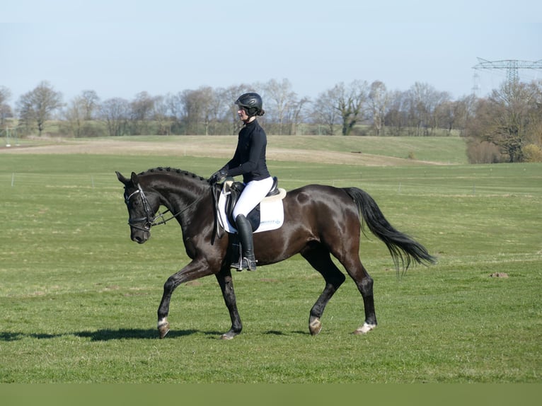 Hanoverian Gelding 10 years 15,3 hh Black in Ganschow