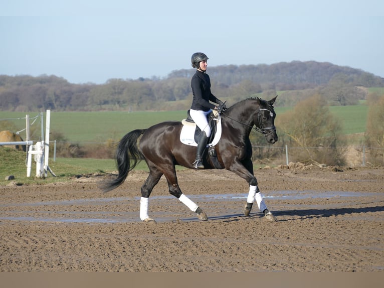 Hanoverian Gelding 10 years 15,3 hh Black in Ganschow