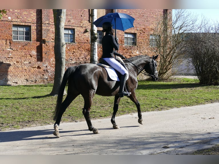 Hanoverian Gelding 10 years 15,3 hh Black in Ganschow