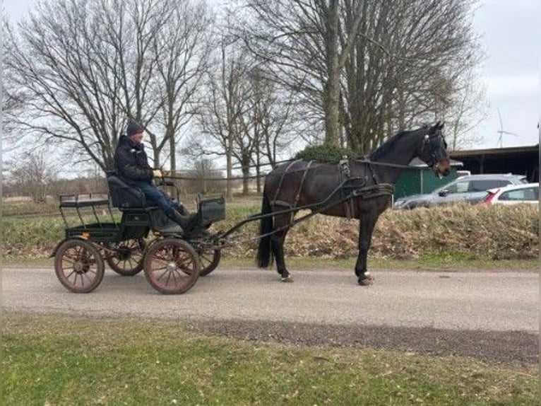 Hanoverian Gelding 10 years 16.1 hh Bay-Dark in Süderlügum