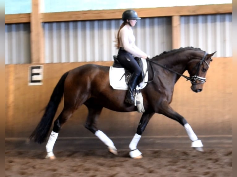 Hanoverian Gelding 10 years 16.1 hh Brown in Fredenbeck