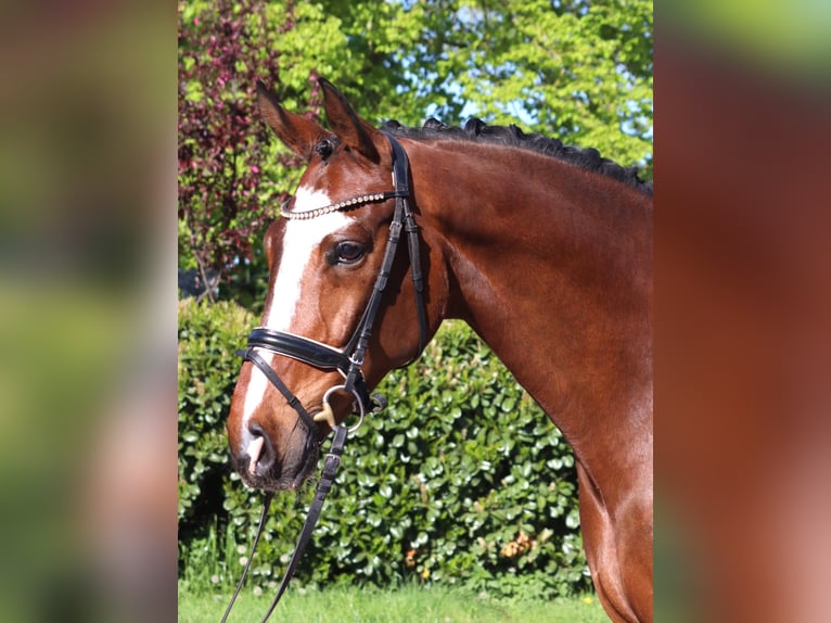 Hanoverian Gelding 10 years 16.1 hh Brown in Selsingen