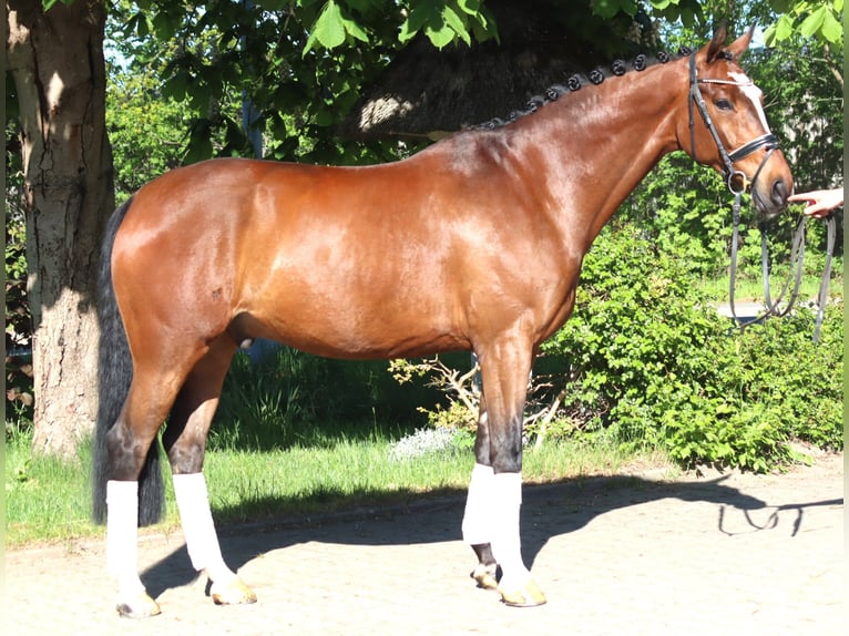 Hanoverian Gelding 10 years 16.1 hh Brown in Selsingen