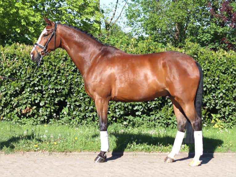 Hanoverian Gelding 10 years 16.1 hh Brown in Selsingen