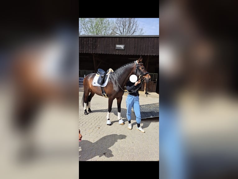 Hanoverian Gelding 10 years 16,1 hh Brown in Ratingen