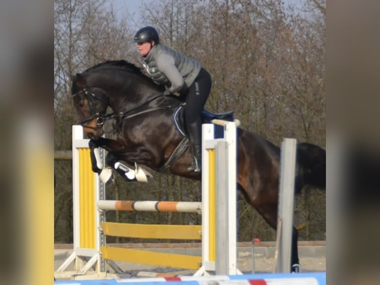 Hanoverian Gelding 10 years 16,1 hh Brown in Ratingen