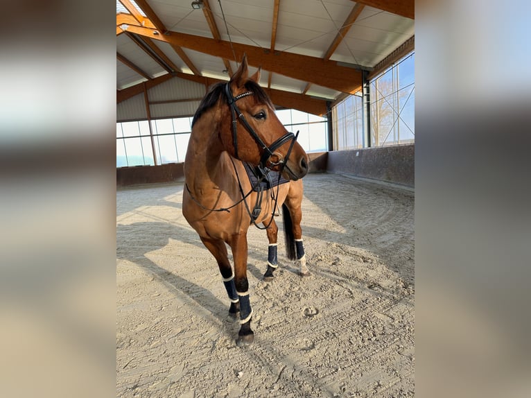 Hanoverian Gelding 10 years 16,1 hh Brown in Scharnebeck