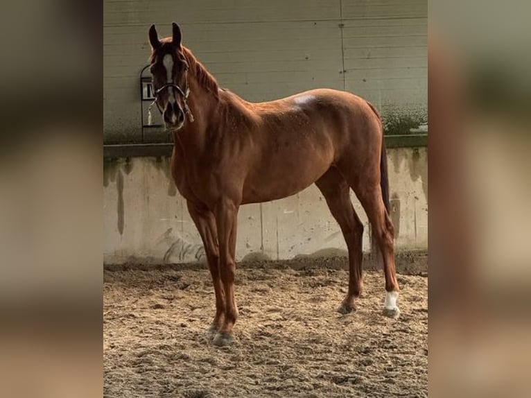 Hanoverian Gelding 10 years 16.1 hh Chestnut-Red in CONTIGLIANO