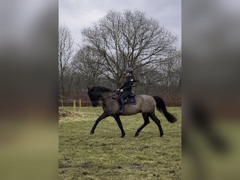 Hanoverian Mix Gelding 10 years 16.1 hh Smoky-Black in Rendsburg