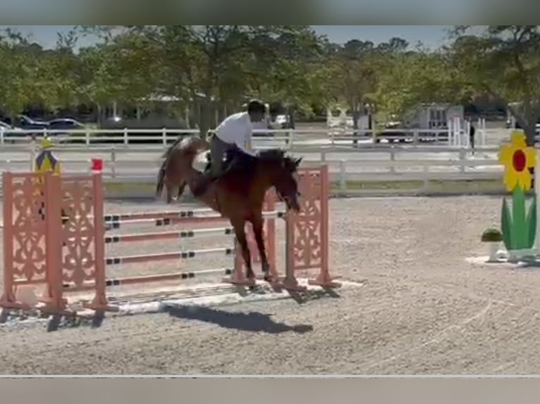 Hanoverian Gelding 10 years 16,2 hh Bay in Fort Lauderdale, fl