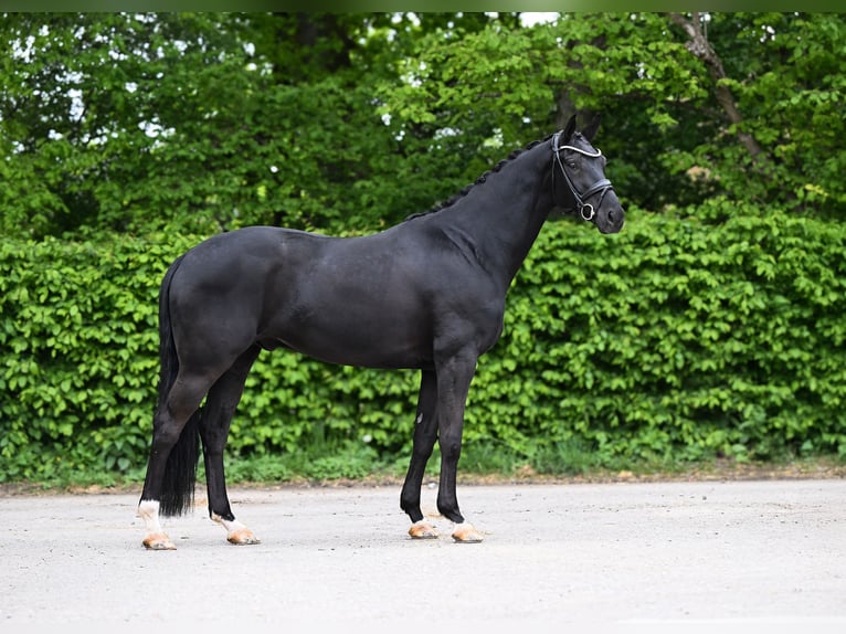 Hanoverian Gelding 10 years 16,2 hh Black in Ostrach