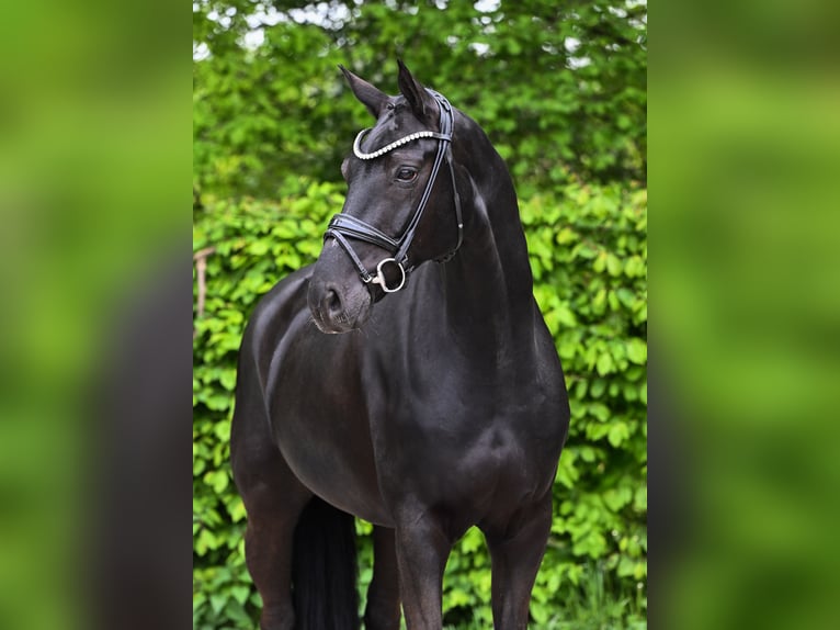 Hanoverian Gelding 10 years 16,2 hh Black in Ostrach