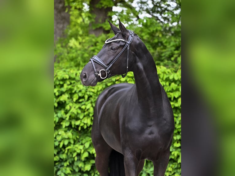 Hanoverian Gelding 10 years 16,2 hh Black in Ostrach