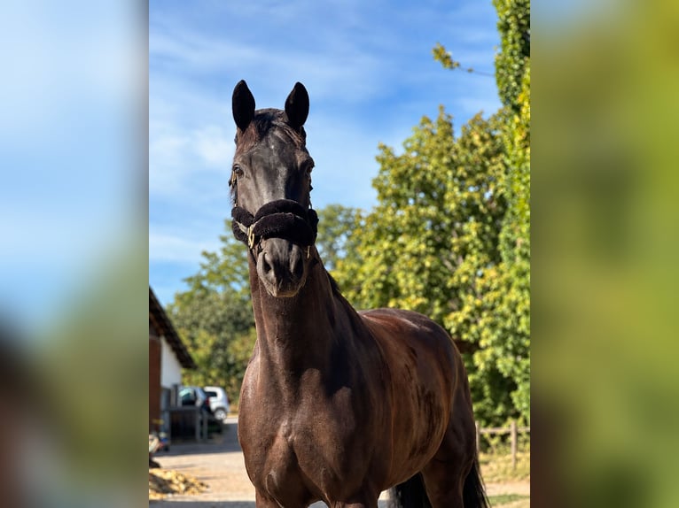 Hanoverian Gelding 10 years 16.2 hh Black in Schwieberdingen