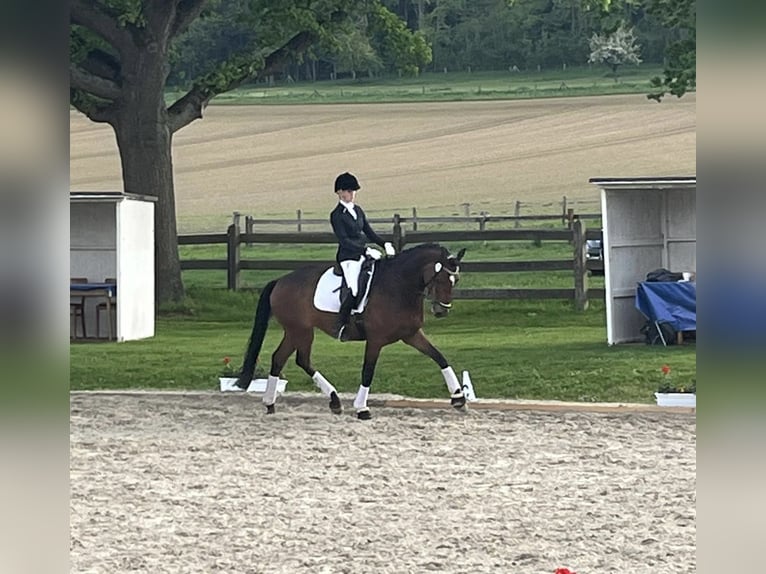 Hanoverian Gelding 10 years 16.2 hh Brown in Cremlingen